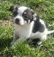 Puppy#1, a male Chihuahua for sale in Pasadena, MD – Photo 1 of 5