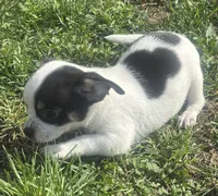 Puppy#1, a male Chihuahua for sale in Pasadena, MD – Photo 2 of 5