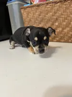 Puppy #3, a male Chihuahua for sale in Pasadena, MD – 2 of 5