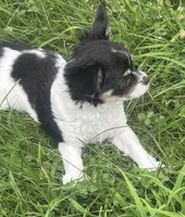Puppy #2, a female Chihuahua for sale in Pasadena, MD – 2 of 7