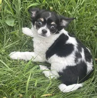 Puppy #2, a female Chihuahua for sale in Pasadena, MD – 4 of 7