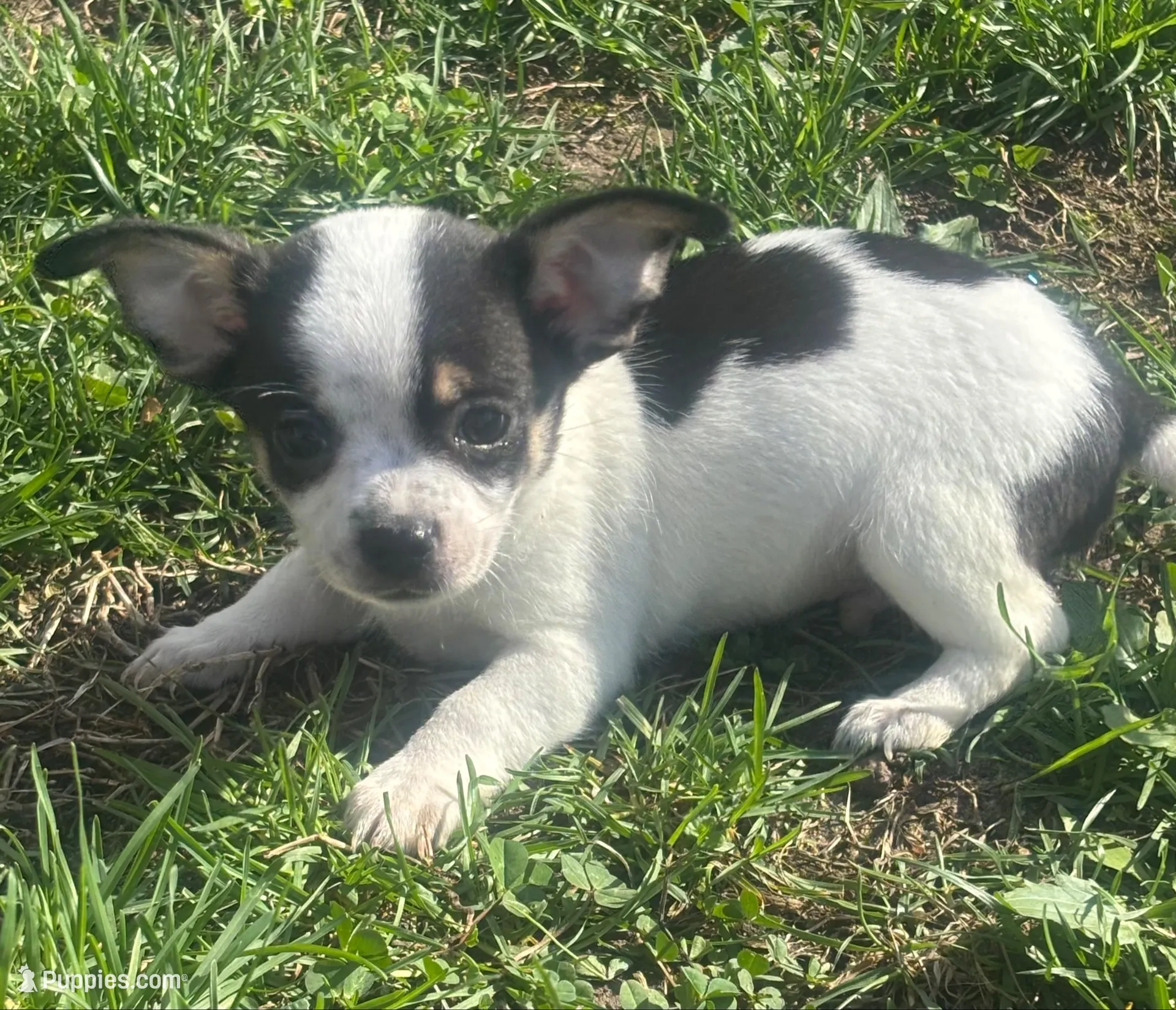 Puppy#1, a male Chihuahua for sale in Pasadena, MD – Photo 3 of 5