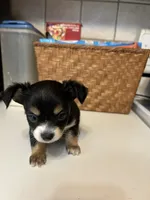 Puppy #1, a male Chihuahua for sale in Pasadena, MD – 5 of 5