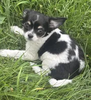 Puppy #2, a female Chihuahua for sale in Pasadena, MD – 5 of 7