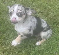 Puppy #3, a female Chihuahua for sale in Pasadena, MD – 3 of 7