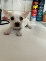 Puppy #2, a male Chihuahua for sale in Pasadena, MD – 5 of 5
