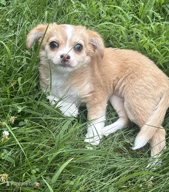 Puppy #1 – Chihuahua puppy for sale in Pasadena, MD