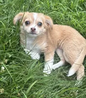 Puppy #1, a female Chihuahua for sale in Pasadena, MD – 1 of 6