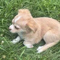 Puppy #1, a female Chihuahua for sale in Pasadena, MD – 5 of 6
