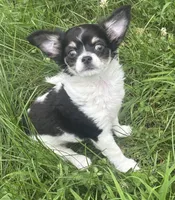 Puppy #2, a female Chihuahua for sale in Pasadena, MD – 7 of 7