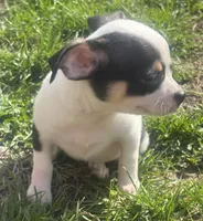 Puppy#4, a female Chihuahua for sale in Pasadena, MD – Photo 4 of 7