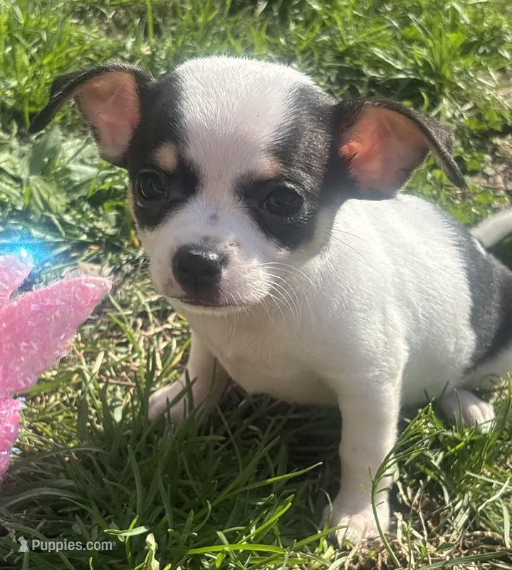 Puppy#4 – Chihuahua puppy for sale in Pasadena, MD