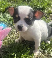 Puppy#4, a female Chihuahua for sale in Pasadena, MD – Photo 1 of 7