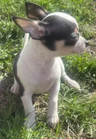 Puppy#4, a female Chihuahua for sale in Pasadena, MD – Photo 6 of 7