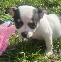 Puppy#4, a female Chihuahua for sale in Pasadena, MD – Photo 2 of 7
