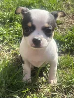 Puppy#4, a female Chihuahua for sale in Pasadena, MD – Photo 5 of 7