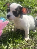 Puppy#4, a female Chihuahua for sale in Pasadena, MD – Photo 7 of 7