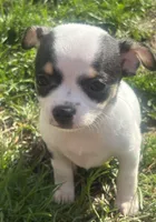 Puppy#4, a female Chihuahua for sale in Pasadena, MD – Photo 3 of 7