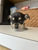 Puppy #3, a male Chihuahua for sale in Pasadena, MD – 3 of 5