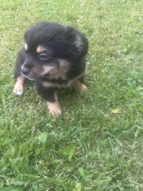 Puppy #2 – Chihuahua puppy for sale in Pasadena, MD