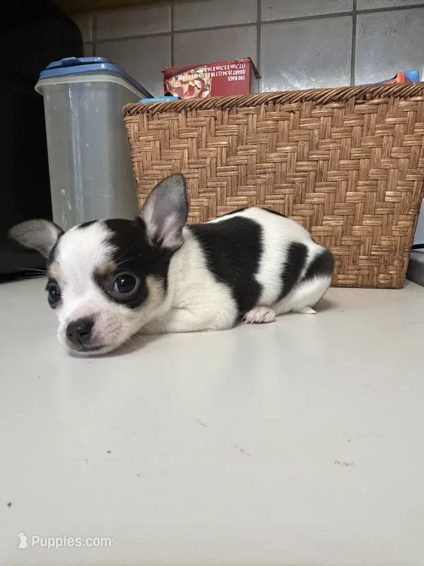Puppy #4 – Chihuahua puppy for sale in Pasadena, MD