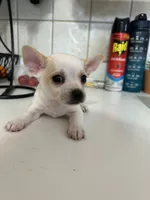 Puppy #2, a male Chihuahua for sale in Pasadena, MD – 4 of 5