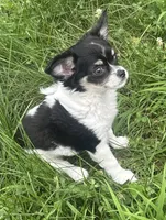 Puppy #2, a female Chihuahua for sale in Pasadena, MD – 6 of 7