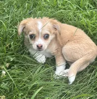 Puppy #1, a female Chihuahua for sale in Pasadena, MD – 3 of 6