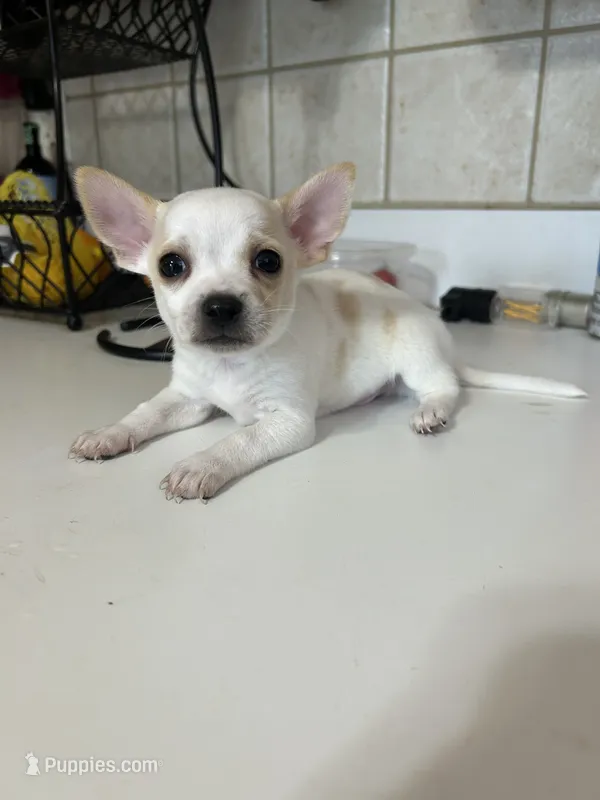 Puppy #2 – Chihuahua puppy for sale in Pasadena, MD