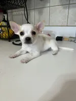 Puppy #2, a male Chihuahua for sale in Pasadena, MD – 1 of 5