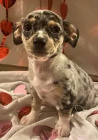 Puppy#1, a male Chihuahua for sale in Pasadena, MD – Photo 3 of 5