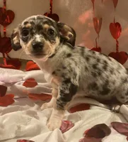 Puppy#1, a male Chihuahua for sale in Pasadena, MD – Photo 4 of 5