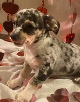 Puppy#1, a male Chihuahua for sale in Pasadena, MD – Photo 2 of 5