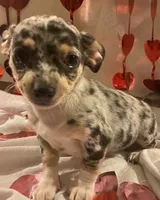 Puppy#1, a male Chihuahua for sale in Pasadena, MD – Photo 5 of 5