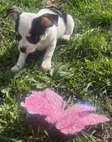 Puppy#3, a female Chihuahua for sale in Pasadena, MD – Photo 5 of 6