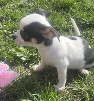 Puppy#3, a female Chihuahua for sale in Pasadena, MD – Photo 4 of 6