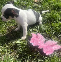 Puppy#3, a female Chihuahua for sale in Pasadena, MD – Photo 6 of 6