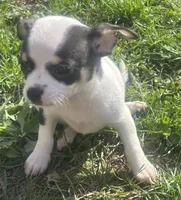 Puppy#3, a female Chihuahua for sale in Pasadena, MD – Photo 2 of 6