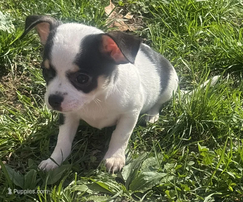 Puppy#3 – Chihuahua puppy for sale in Pasadena, MD