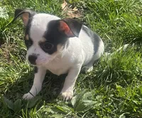 Puppy#3, a female Chihuahua for sale in Pasadena, MD – Photo 1 of 6