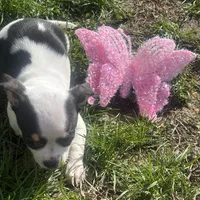 Puppy#3, a female Chihuahua for sale in Pasadena, MD – Photo 3 of 6
