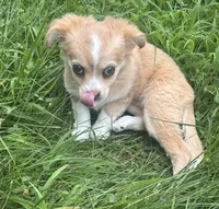Puppy #1, a female Chihuahua for sale in Pasadena, MD – 2 of 6