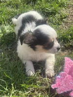 Puppy#2, a female Chihuahua for sale in Pasadena, MD – Photo 4 of 5