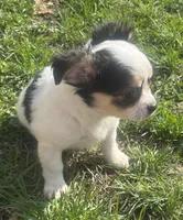 Puppy#2, a female Chihuahua for sale in Pasadena, MD – Photo 2 of 5