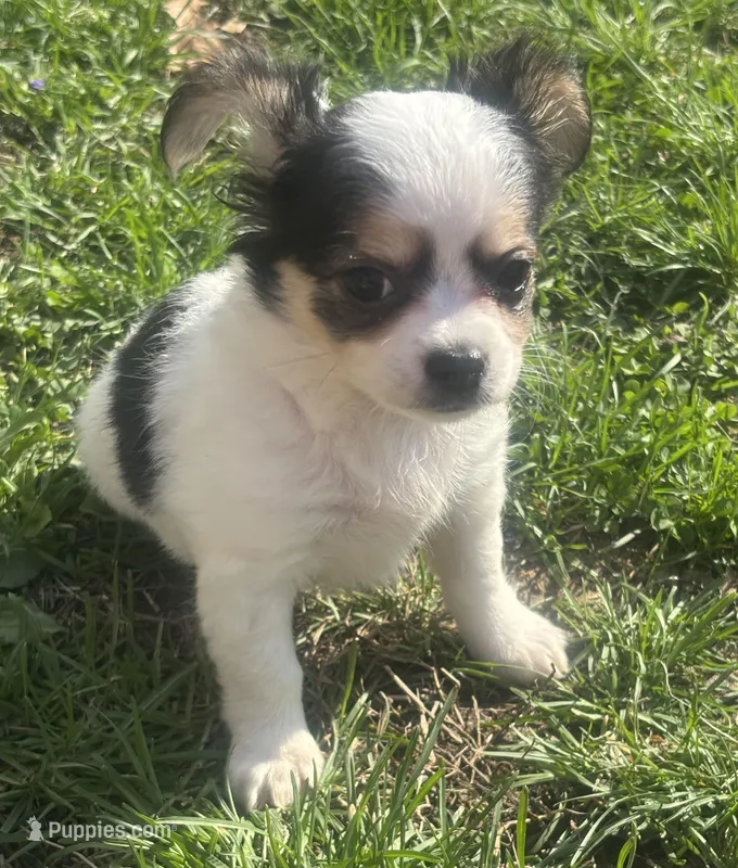 Puppy#2 – Chihuahua puppy for sale in Pasadena, MD