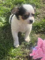 Puppy#2, a female Chihuahua for sale in Pasadena, MD – Photo 5 of 5