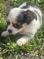 Puppy#2, a female Chihuahua for sale in Pasadena, MD – Photo 3 of 5