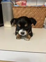 Puppy #1, a male Chihuahua for sale in Pasadena, MD – 2 of 5