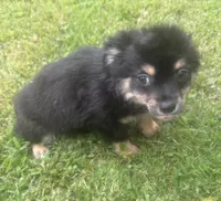 Puppy #2, a female Chihuahua for sale in Pasadena, MD – 2 of 6