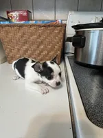 Puppy #4, a female Chihuahua for sale in Pasadena, MD – 4 of 6